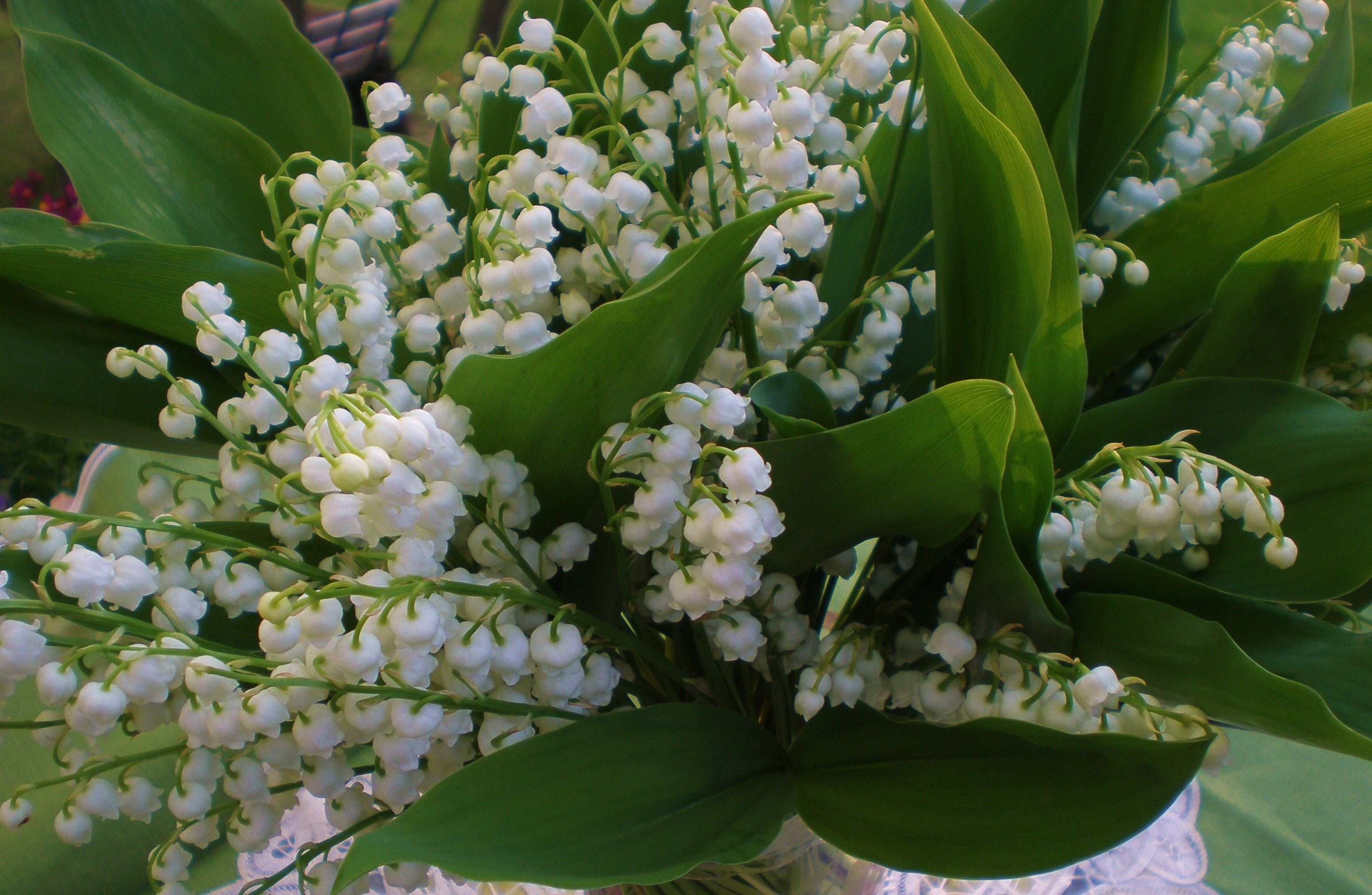 lily-of-the-valley-close.jpg?width=500