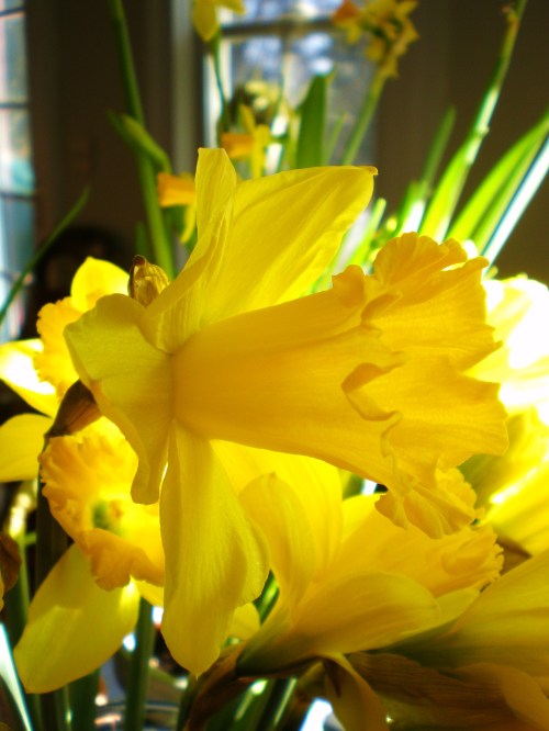 Triumphet Daffodils