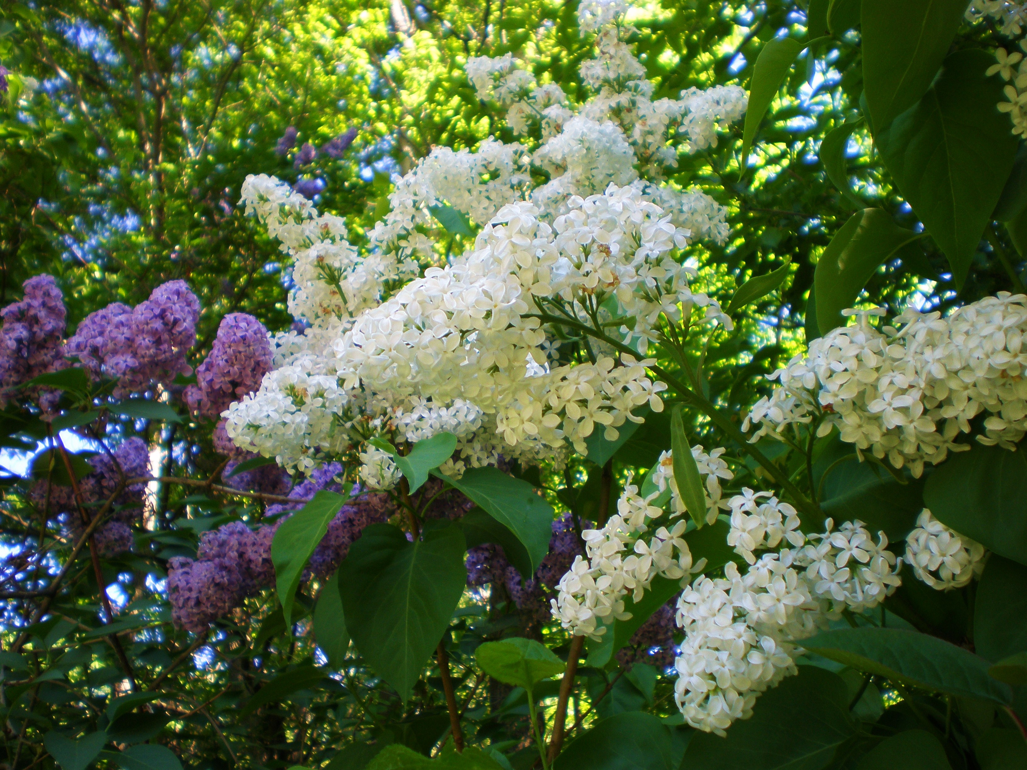 lilacs-white-and-purple.jpg