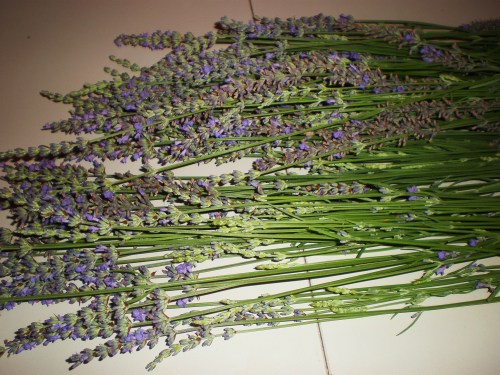 Some gathered lavender FAV 1
