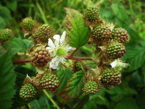 blackberries (unripe) and flower FAV2