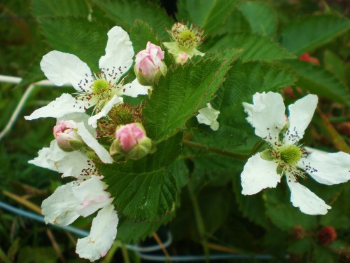 flowers bud, berry FAV