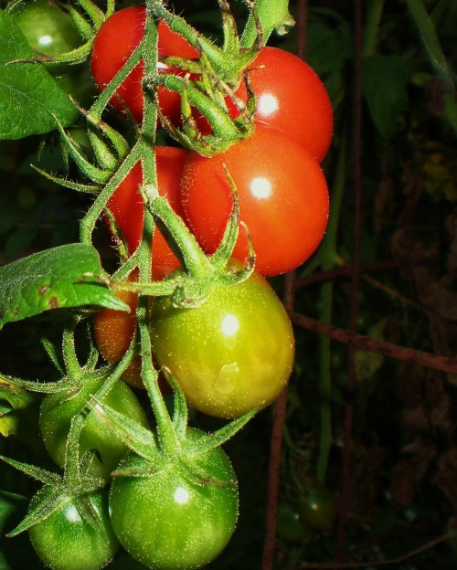sugar plum cherry Tomatoes FAV2