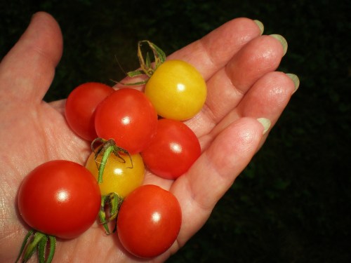 tomato offerings FAV